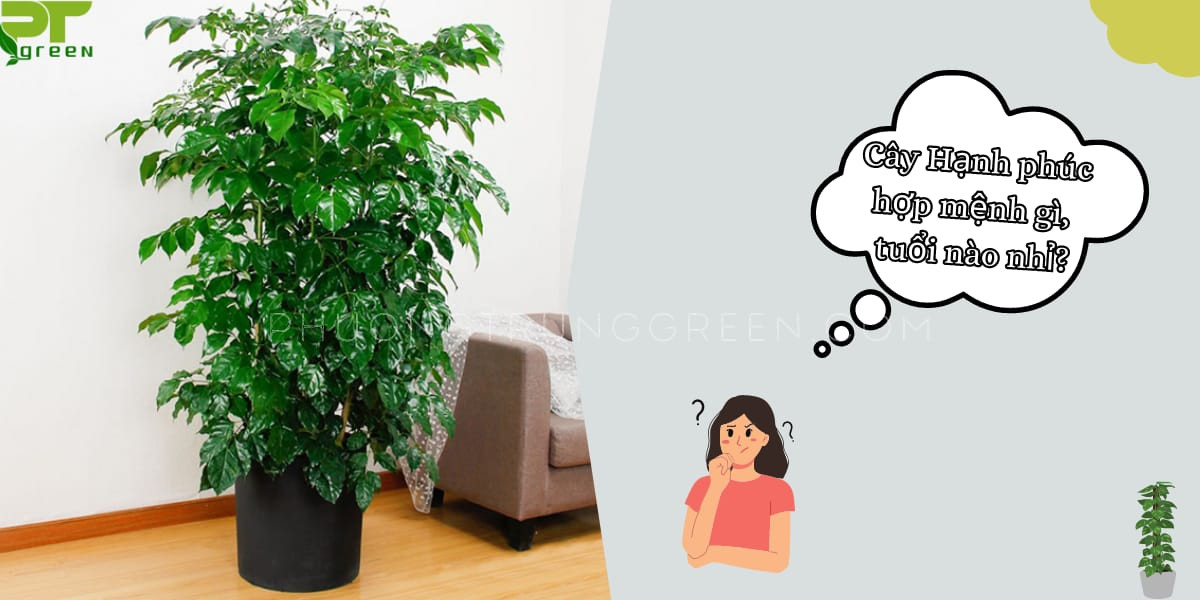Ý nghĩa phong thủy của cây Hạnh Phúc mang lại may mắn và bình an