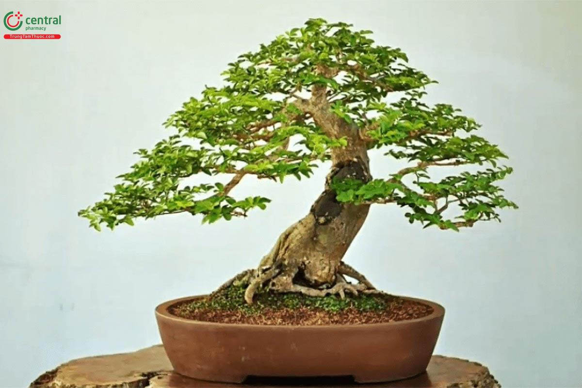 Ý nghĩa phong thủy của cây Kim Quýt