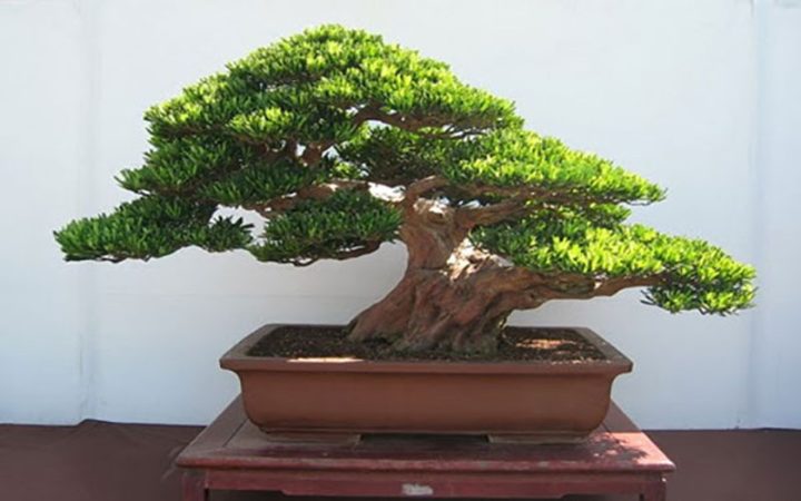 Ý nghĩa sâu sắc của cây tùng trong phong thủy