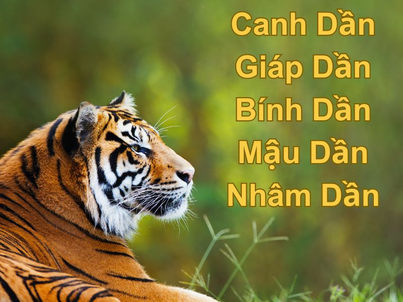 Bảng tra cứu các năm sinh của tuổi Dần và mệnh tương ứng
