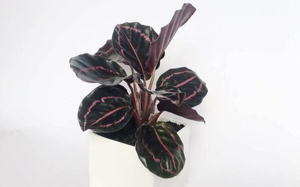 bộ sưu tập cây đuôi công với nhiều màu sắc lá khác nhau, tượng trưng cho sự hợp mệnh đa dạng