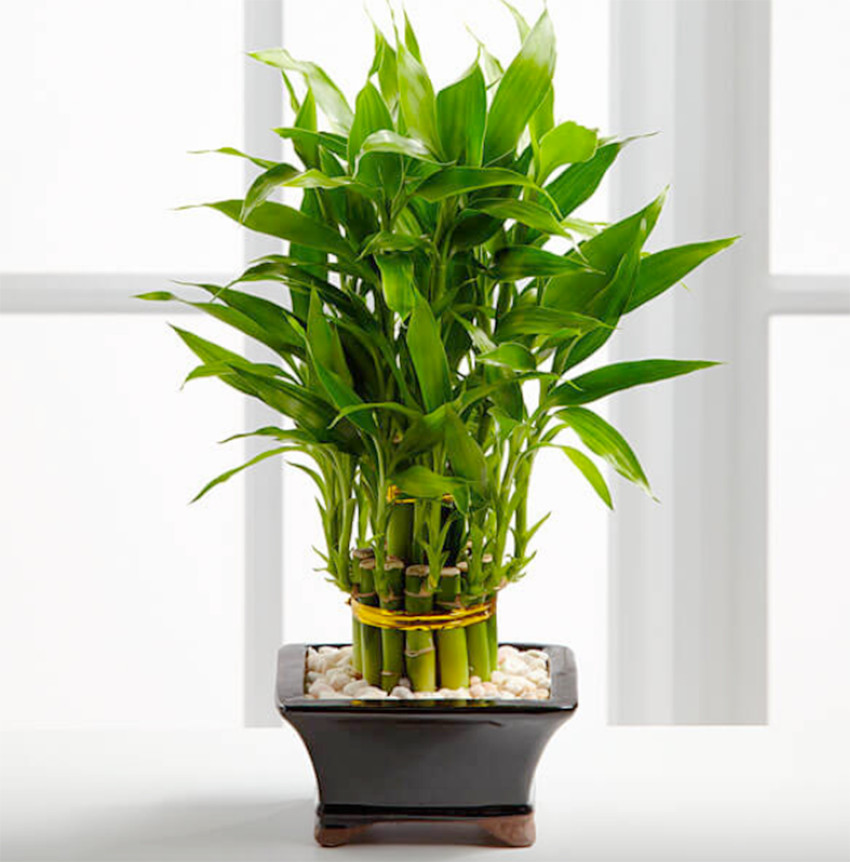 Các chậu cây phát tài được trang trí với số lượng thân khác nhau mang ý nghĩa phong thủy đa dạng
