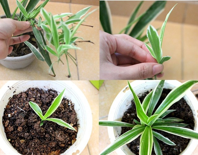 Cách chọn cây giống và giâm cành cây dây nhện vào đất