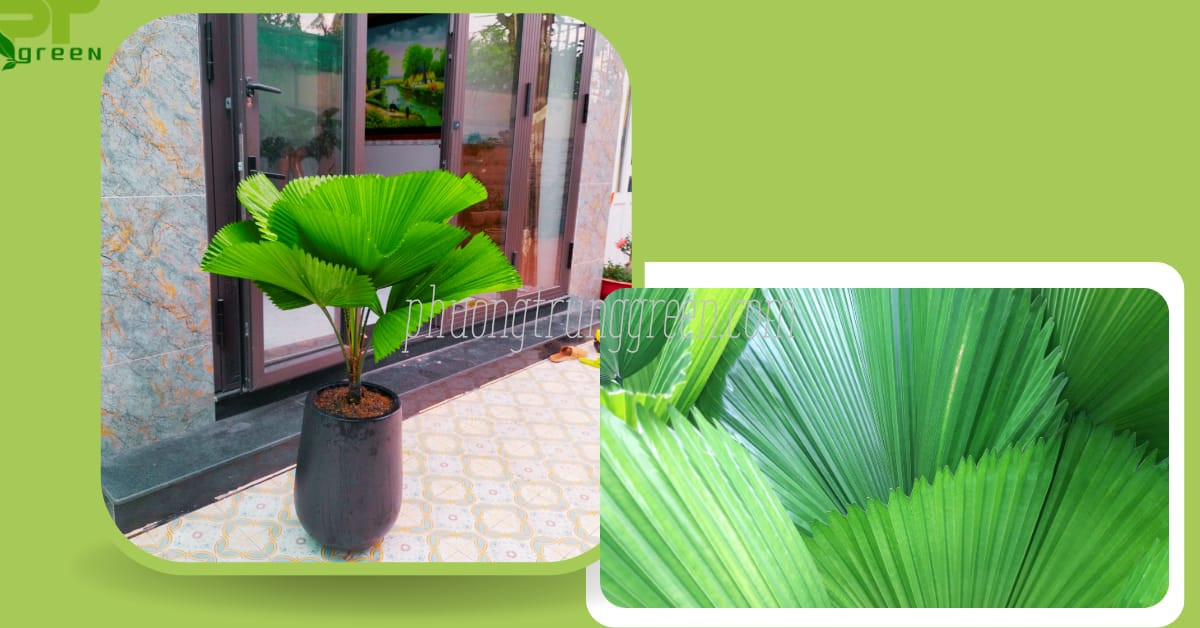 Câu hỏi thường gặp về cây cọ nhật