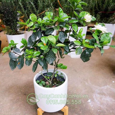 Cây bạch thiên hương có tên gọi khác là cây dành dành