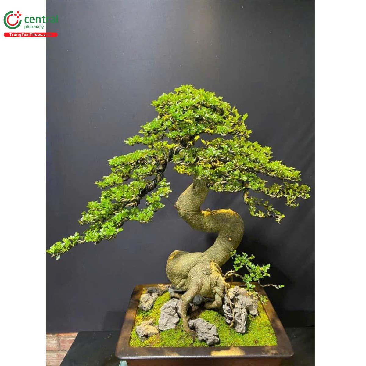 Cây cần thăng bonsai dáng trực hoành