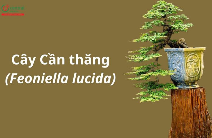 Cây cần thăng cổ thụ với bộ rễ vững chãi