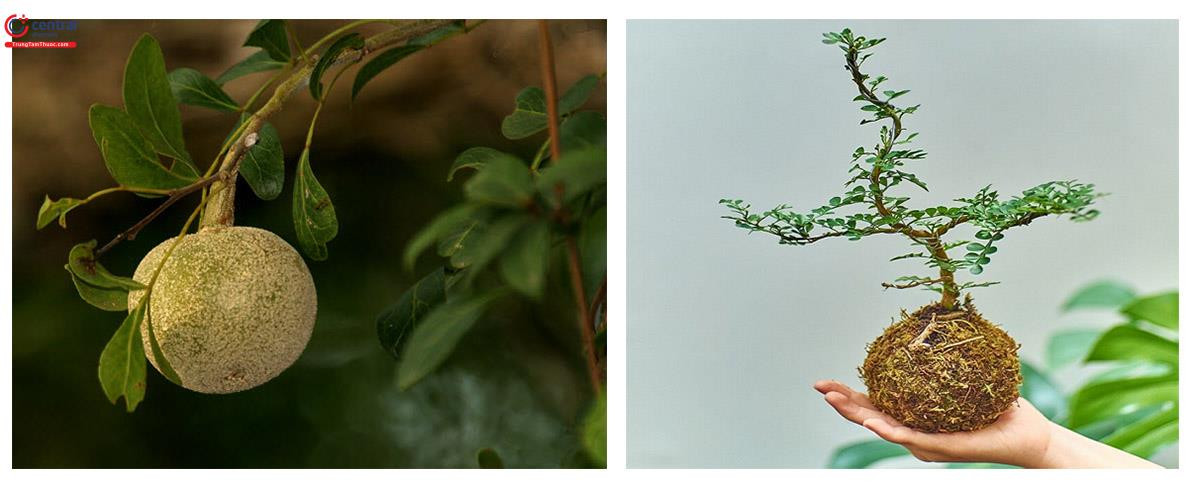 Cây cần thăng dáng bonsai độc đáo