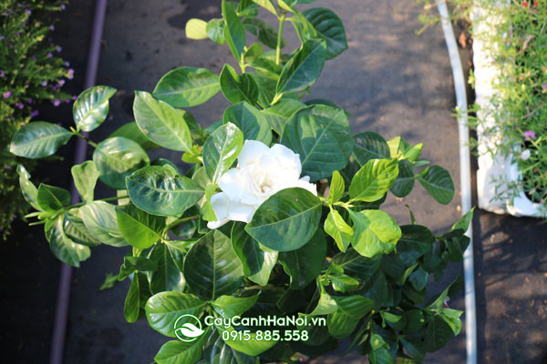 Cây dành dành hợp mệnh Kim và mệnh Thổ