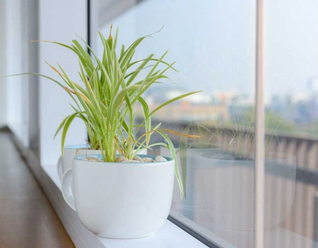 Cây dây nhện bị vàng lá do thiếu dinh dưỡng hoặc nắng gắt