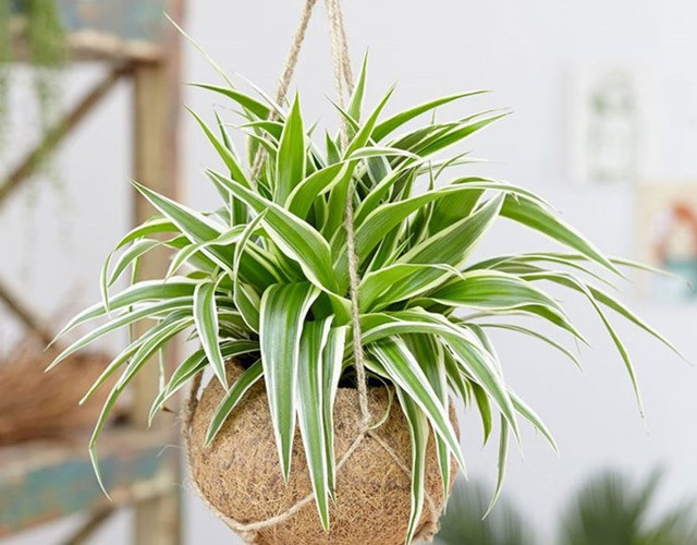 Cây dây nhện được treo trên không, tạo vẻ đẹp độc đáo