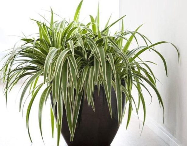 Cây dây nhện trồng trong chậu tại không gian nhà ở