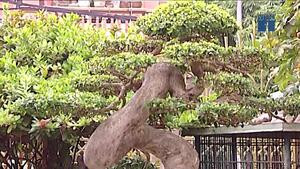 Cây duối cổ thụ mang ý nghĩa phong thủy tốt lành
