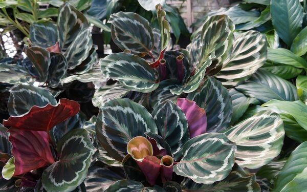 cây đuôi công Calathea được đặt trong chậu cảnh, biểu tượng của sự thịnh vượng và tài lộc