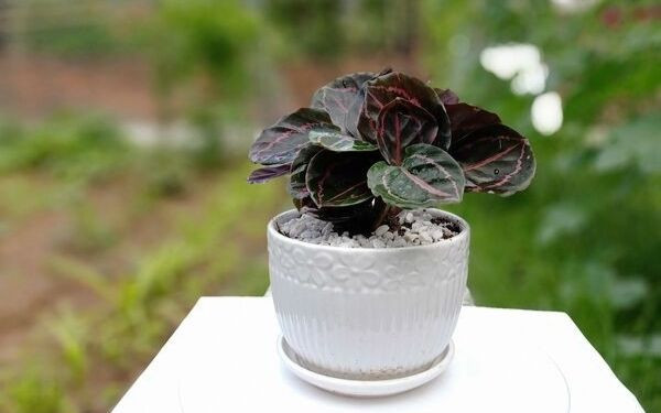 cây đuôi công thân thảo với lá xanh đậm và viền hồng, thể hiện sức sống mãnh liệt