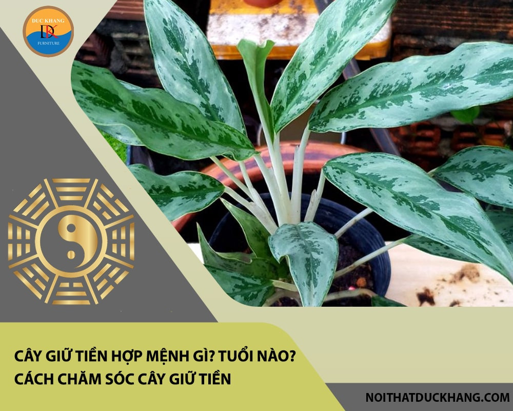 Cây giữ tiền đặt cạnh cửa sổ có ánh sáng tự nhiên