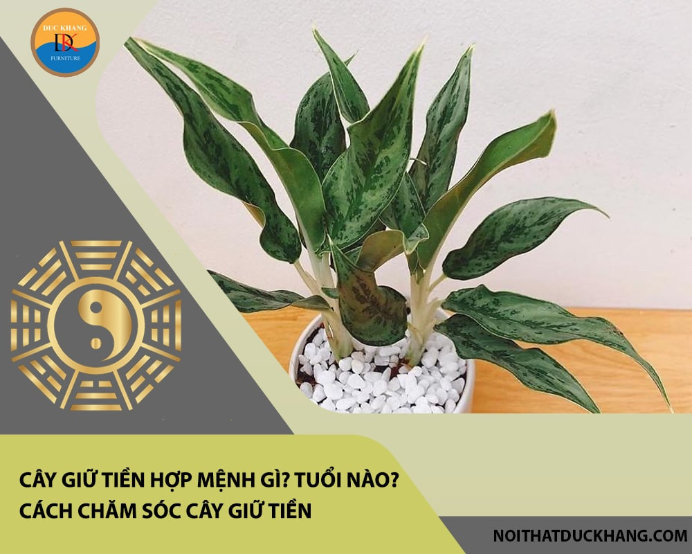 Cây giữ tiền thân to lá xanh đậm đặt trong chậu đất lớn