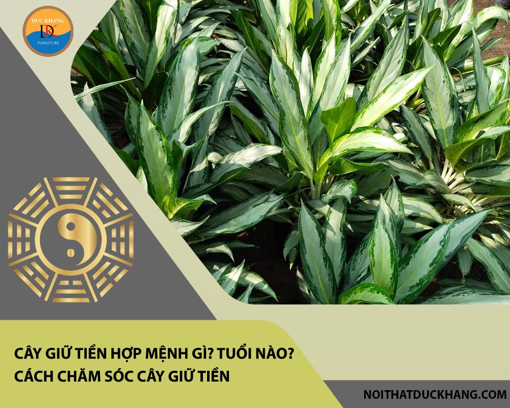 Cây giữ tiền với lá xanh non mướt và gân trắng nổi bật