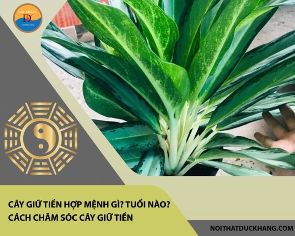 Cây giữ tiền xanh tươi trong chậu nhỏ trên bàn đá