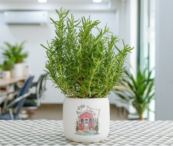 Cây hương thảo xanh tốt mang lại năng lượng tích cực cho không gian sống
