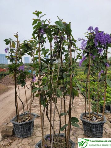 Cây mai xanh thái tươi tốt trong chậu, biểu tượng của sự sinh sôi vượng khí hợp mệnh