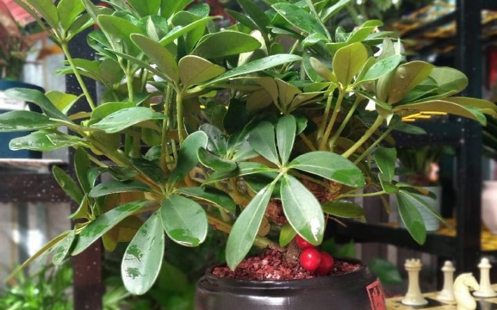 Cây ngũ gia bì đặt trong nhà, mang lại may mắn phong thủy