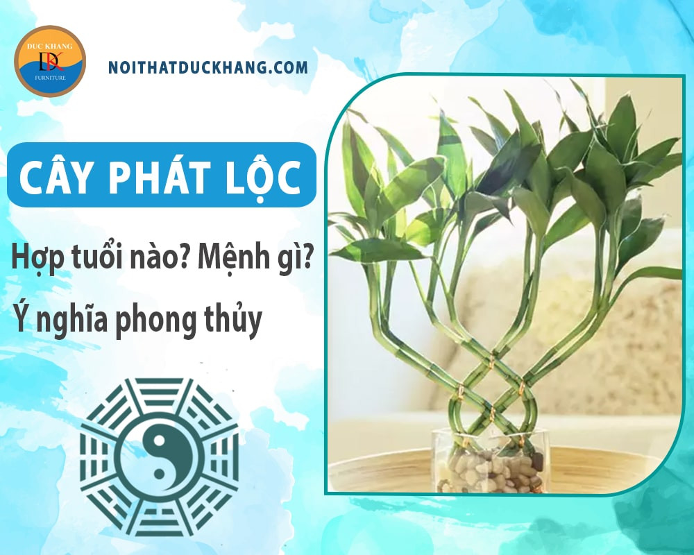 Cây phát lộc mang lại may mắn cho người tuổi Mão