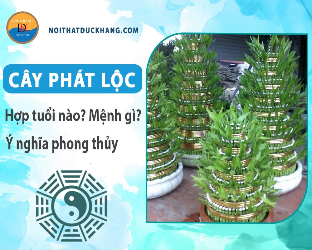Cây phát lộc thanh lọc không khí, mang lại năng lượng tích cực
