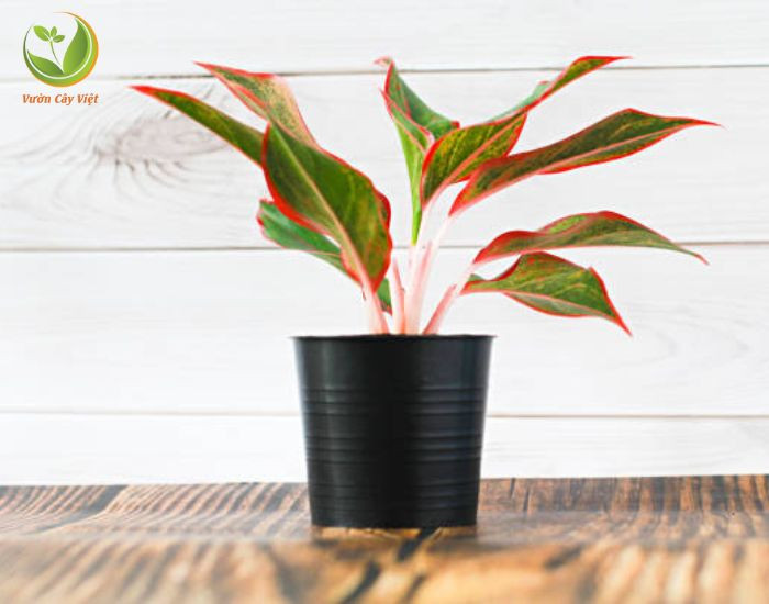 Cây Phú Quý được chăm sóc tốt với lá xanh bóng