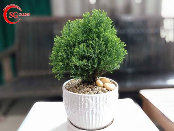 cây sơn tùng bonsai hợp mệnh gì trong văn phòng