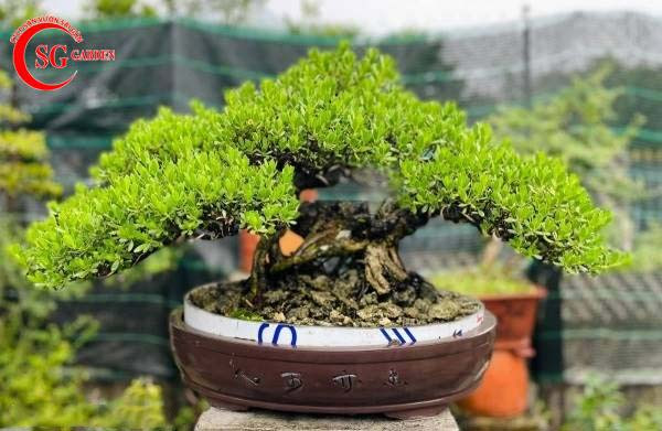 cây sơn tùng hợp mệnh gì dáng bonsai đẹp