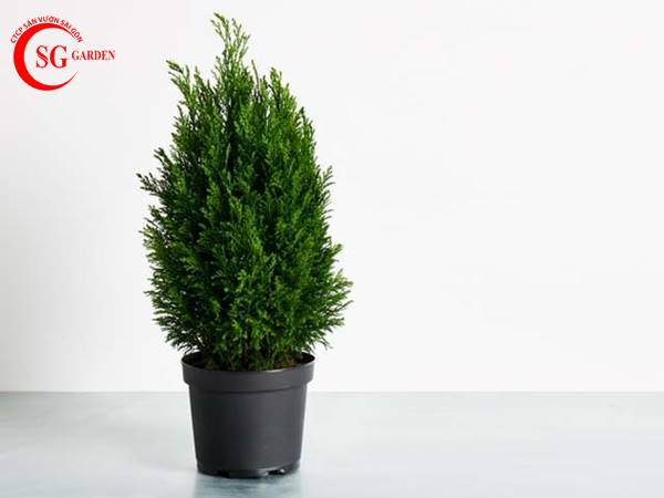 cây sơn tùng hợp mệnh gì dáng đứng đẹp