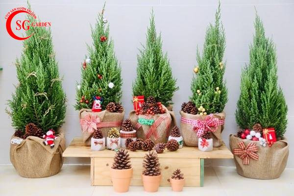 cây sơn tùng trang trí Noel mang lại may mắn hợp mệnh gì