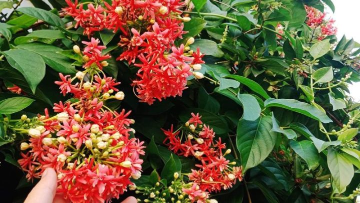 Cây sứ quân tử mang lại năng lượng tích cực cho không gian sống