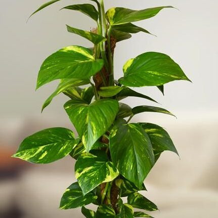 cây trầu bà thủy sinh trong bình thủy tinh