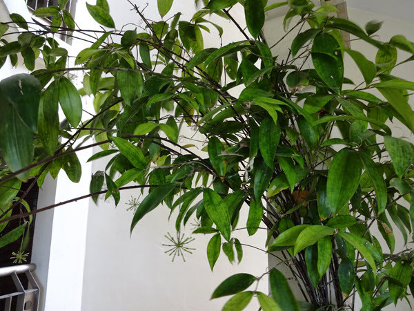 Cây Trúc Nhật xanh tươi, lá đốm trắng