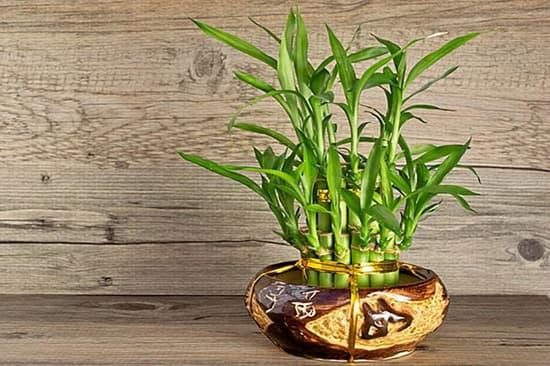 Cây trúc phát tài xanh tốt đặt trong chậu cảnh