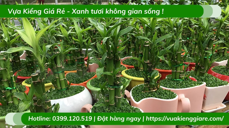 Cây trúc phú quý phù hợp với mọi bản mệnh trong ngũ hành, đặc biệt mang lại may mắn cho người mệnh Hỏa