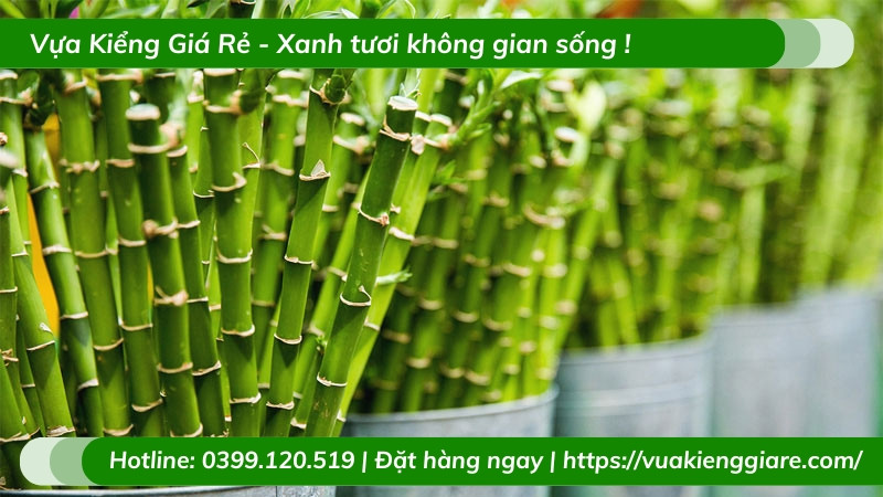 Cây trúc phú quý trên bàn làm việc, tăng cường vượng khí và may mắn cho sự nghiệp