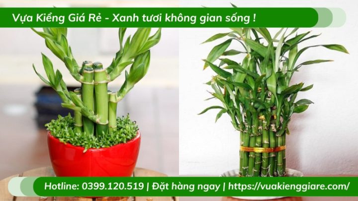 Cây trúc phú quý xanh tươi trang trí nội thất mang lại tài lộc