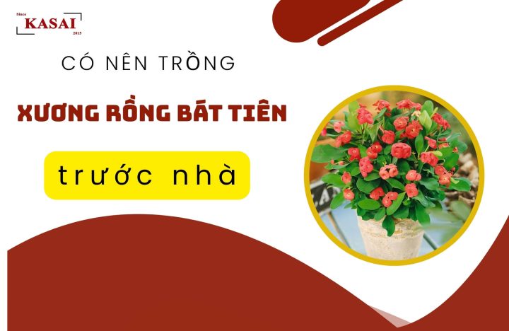 Cây xương rồng Bát Tiên với nhiều hoa rực rỡ, mang ý nghĩa phong thủy về tài lộc và may mắn.