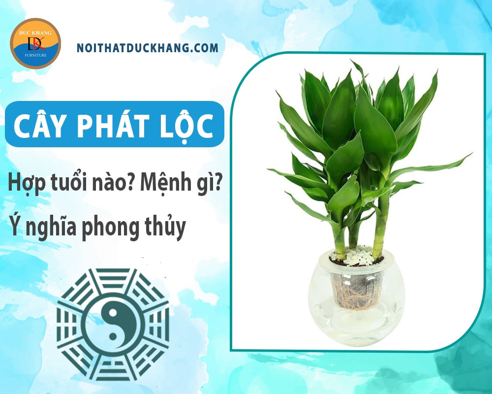 Chăm sóc cây phát lộc thủy sinh đúng cách để cây xanh tốt