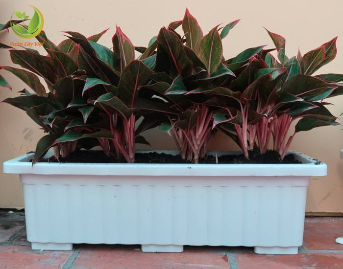 Chậu cây Phú Quý đặt trong nhà với ý nghĩa tài lộc