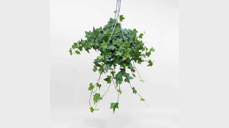Chậu cây thường xuân treo trên cao, mang lại không gian xanh