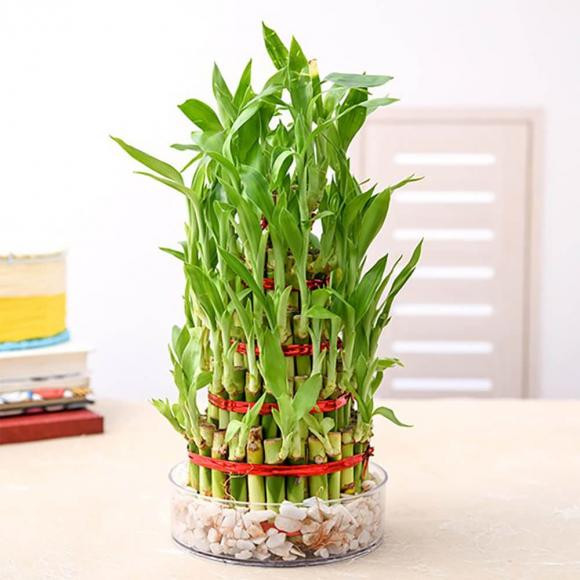 Chậu cây trúc phát tài uốn lượn mang lại tài lộc cho gia chủ