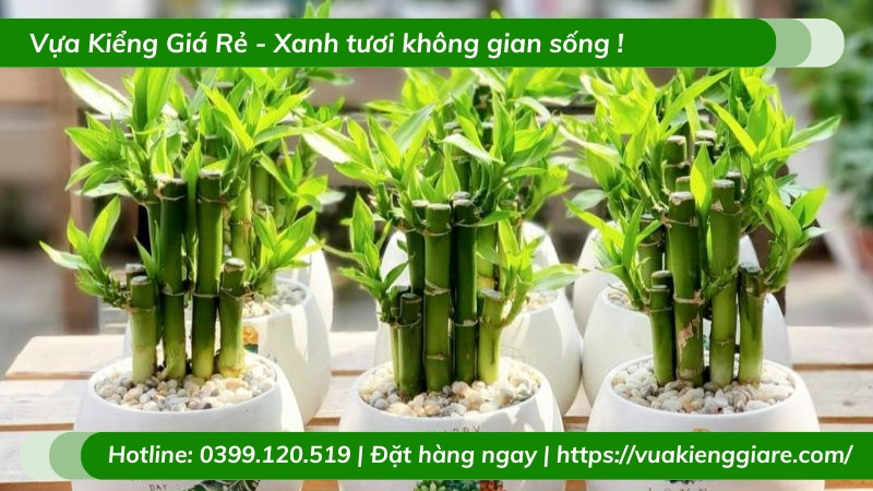 Chậu cây trúc phú quý trang trí không gian sống, tạo môi trường trong lành và an yên