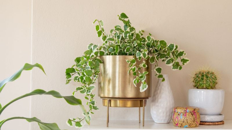 Chậu thường xuân trang trí trong nhà tạo sự thư giãn