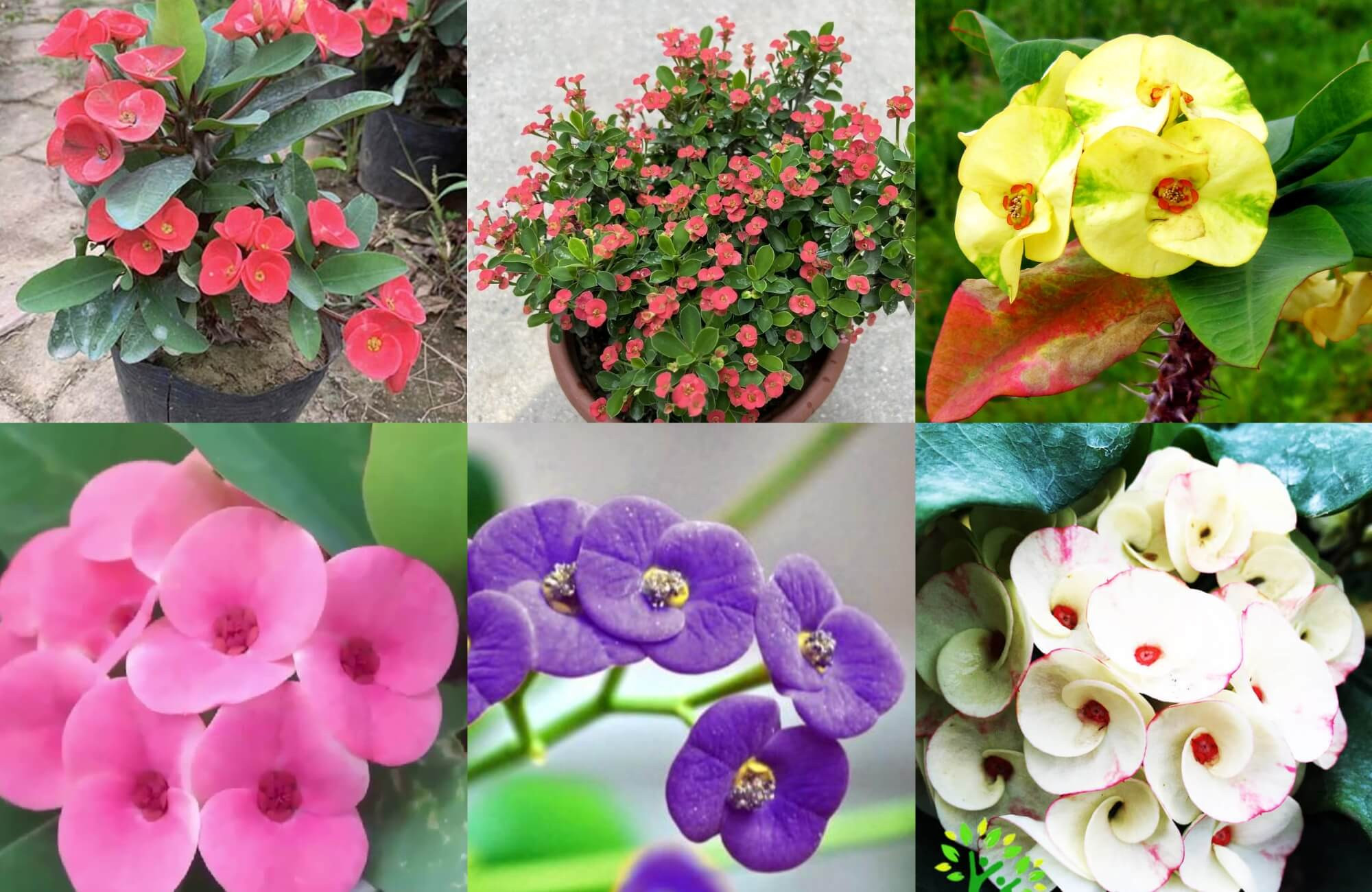 Đa dạng màu sắc của cây xương rồng Bát Tiên, cho thấy khả năng hợp mệnh của cây với nhiều bản mệnh khác nhau.