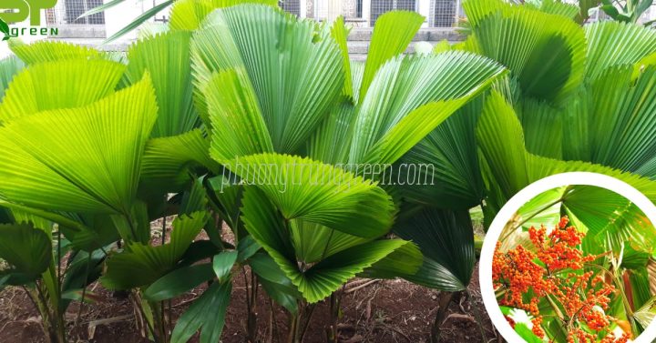 Đặc điểm cây cọ nhật