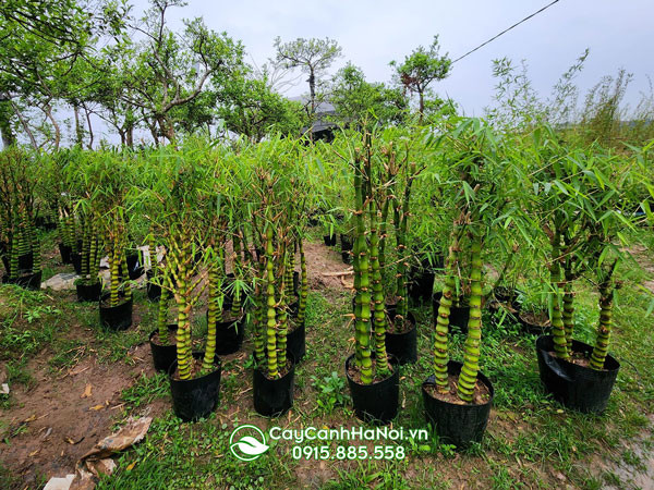 Đặc điểm thân cây trúc Phật Bà có đốt phình lớn giống bàn tay Phật